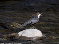 dipper